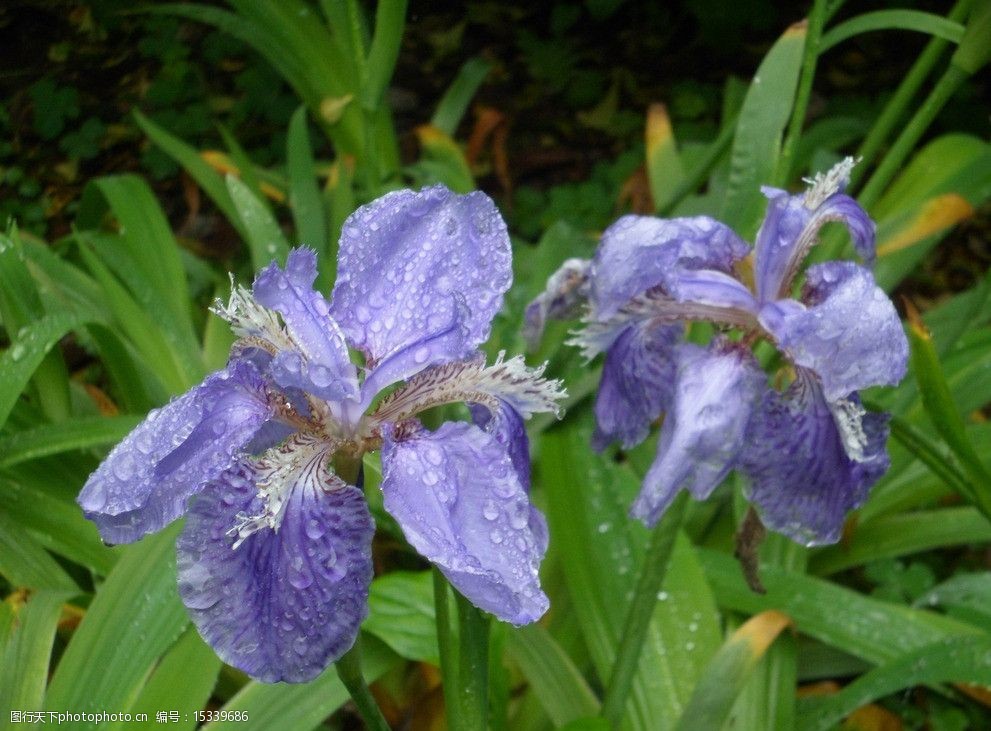 关键词:蝴蝶花 紫蓝色 花朵 花瓣 花草 摄影 植物 生物世界 72dpi jpg