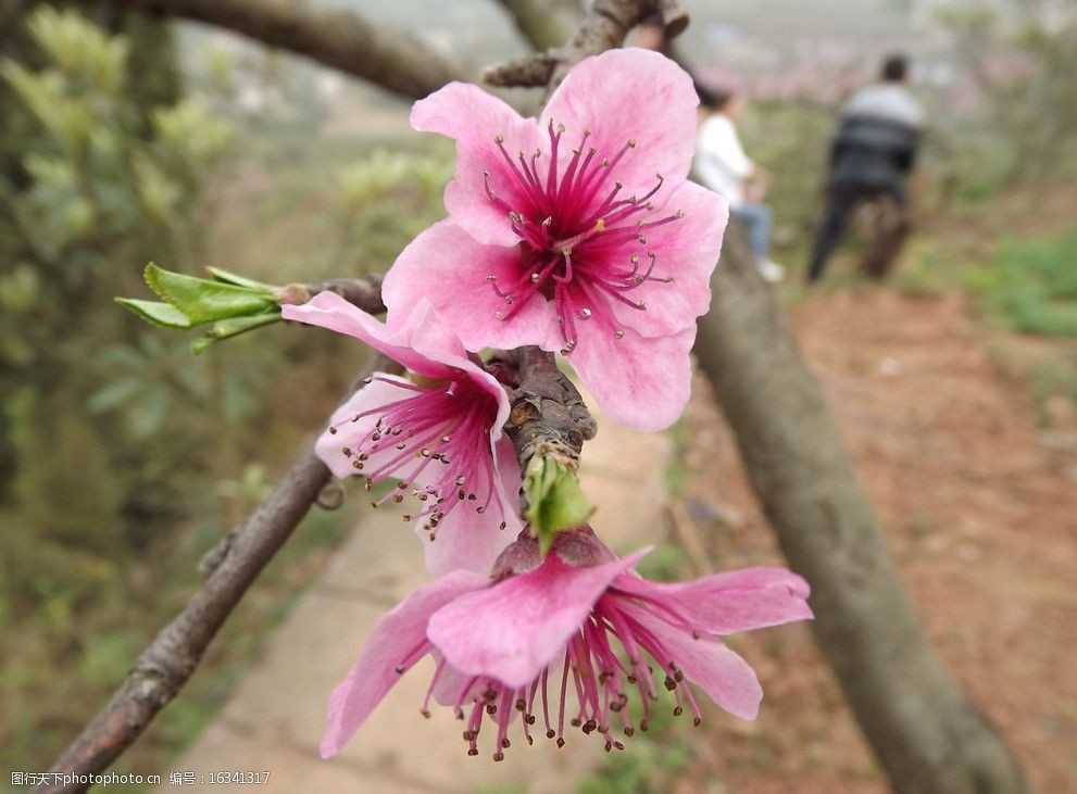 桃花3朵图片