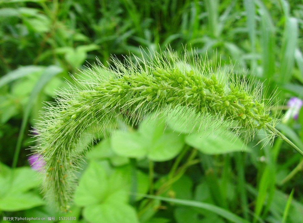 关键词:狗尾草 花卉 狗尾巴草 生物摄影 摄影 绿色植物 花卉摄影 花草