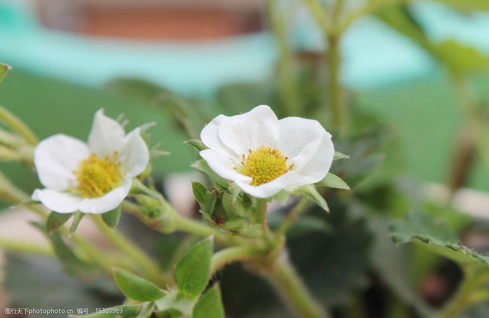 关键词:草莓花 白色 漂亮 背景 清晰 摄影花 花草 生物世界 摄影 72