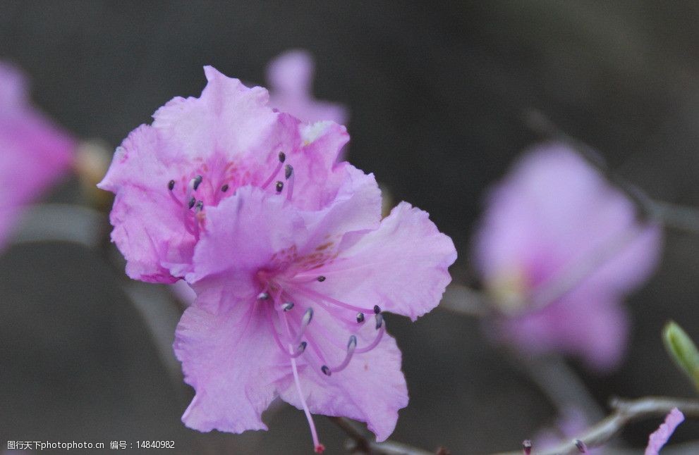 关键词:杜鹃花 花卉 植物 花木 花草 花瓣 生物世界 摄影 72dpi jpg