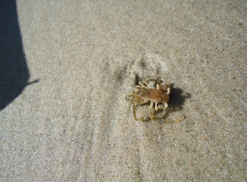 关键词:沙滩上的蝎子 蝎子 沙滩 海滩 小蝎子 沙子 昆虫 生物世界