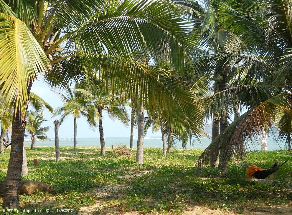 关键词:海南风光 椰子树 热带植物 树木 自然风景 旅途美景 旅游摄影