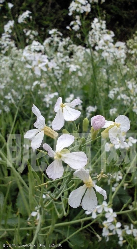 萝卜花小白花图片