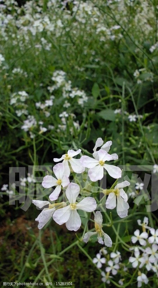 萝卜花小白花图片