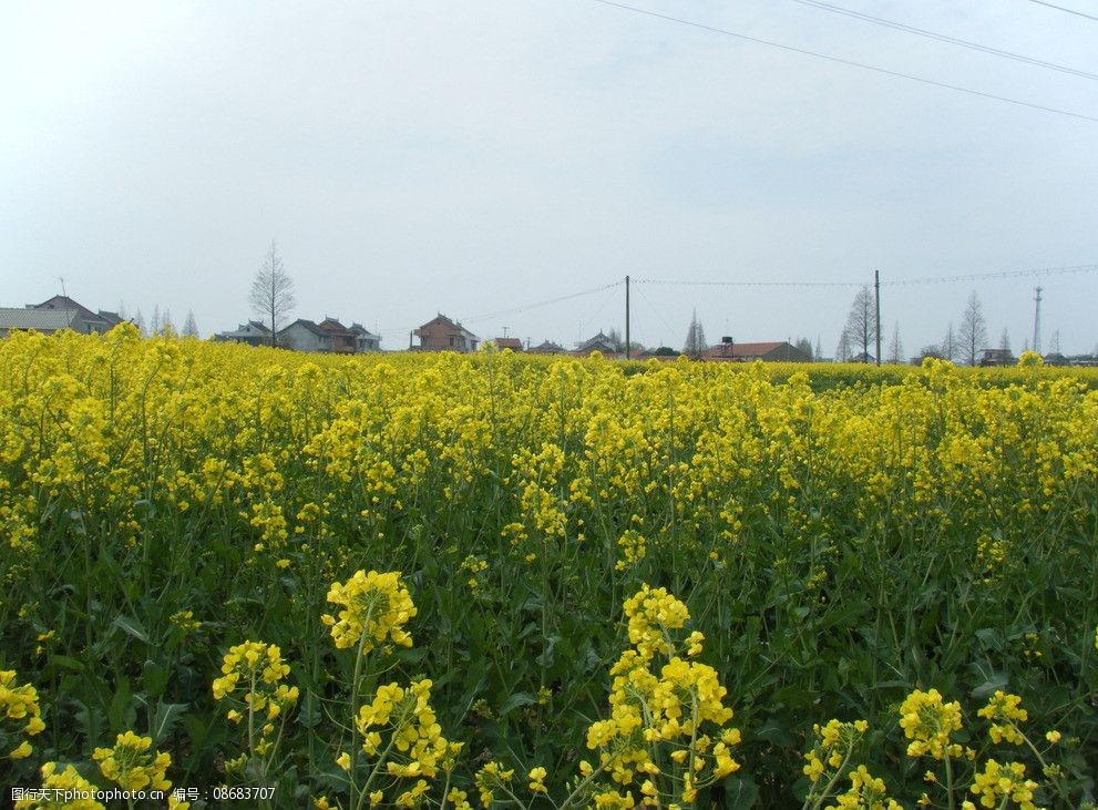 南通油菜花田图片