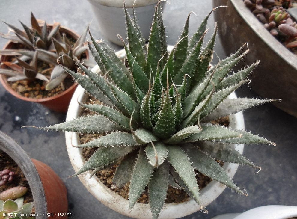 关键词:多肉 波路 多肉植物 多浆植物 花卉 植物