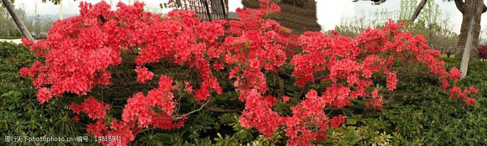 盛开的杜鹃花图片