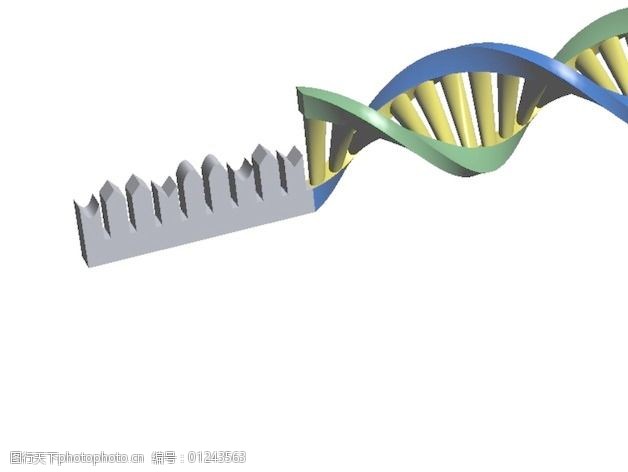 生物过程:DNA翻译和RNA转录。