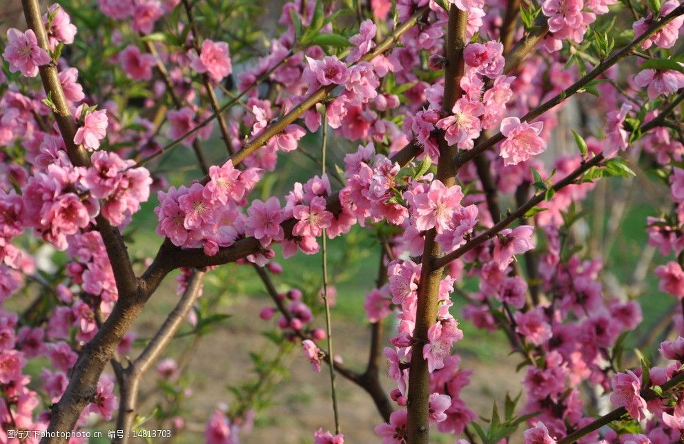 桃花桃树图片