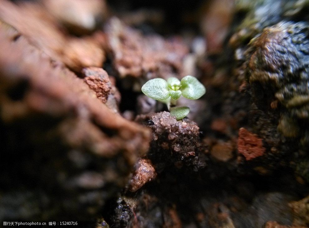 关键词:视觉冲击小草 草 岩石 视觉冲击 微距 青 泥 花草 生物世界