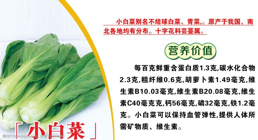 小白菜简介图片