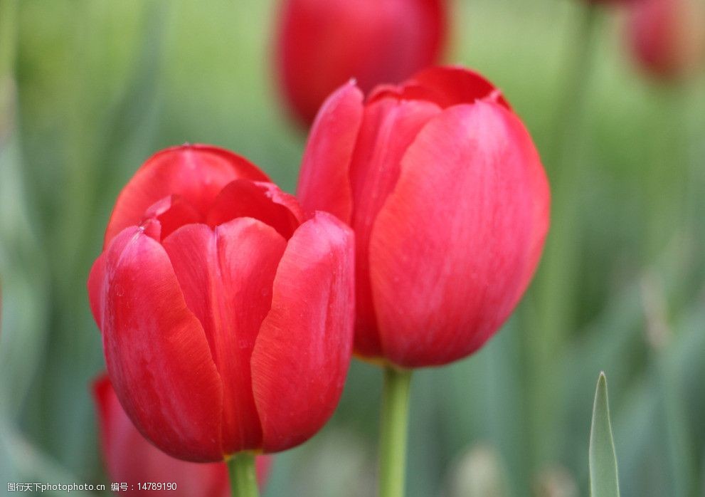 关键词:郁金香 郁金香图片素材下载 红色花 红色 植物景观 玫红色