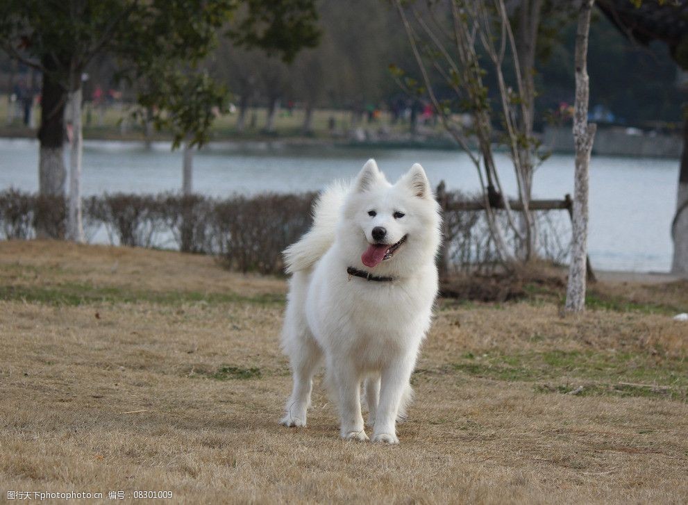 萨摩耶犬图片