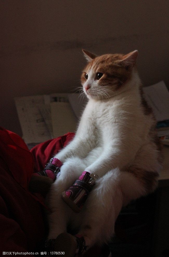 穿鞋子的猫图片