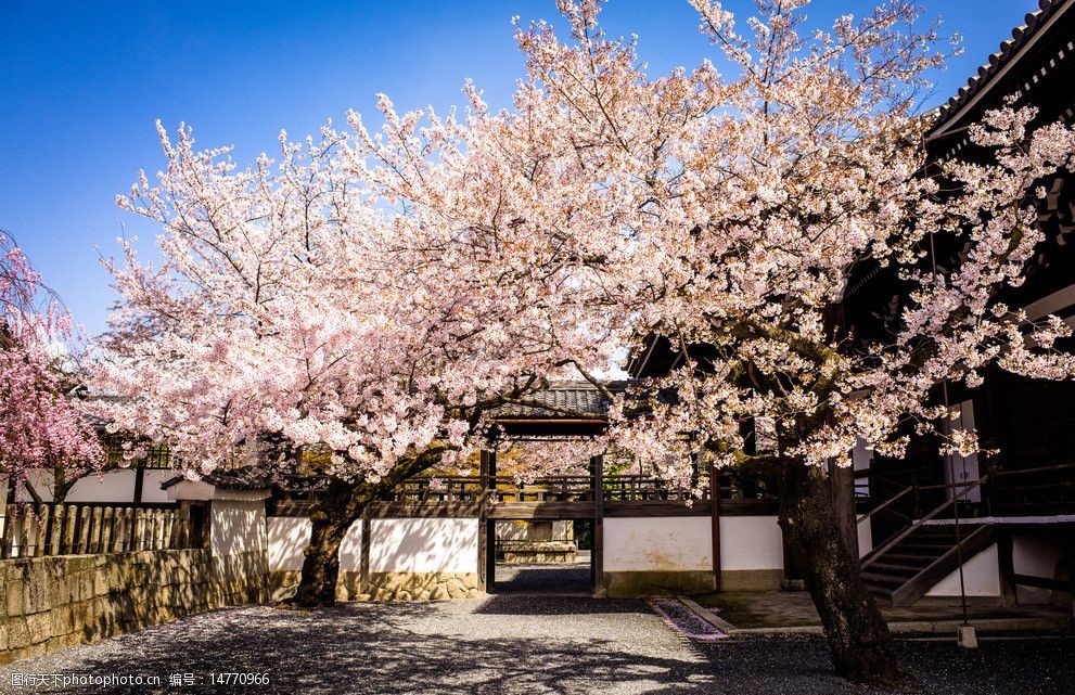 关键词:日本樱花 日本 古寺 摄影 sakura 植物 文化 京都 樱花 自然