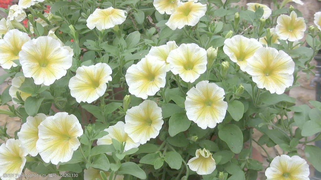 花 牵牛花 意大利 自然的 黄色的 白色的 和 其他视频