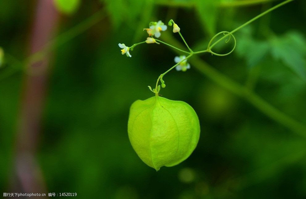 植物绿灯笼图片