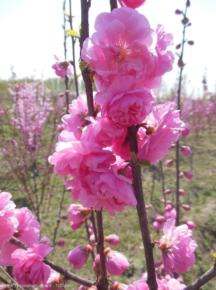 关键词:碧桃花 粉色花 花朵 花束 成束花 绿叶 春天 生物世界 花草