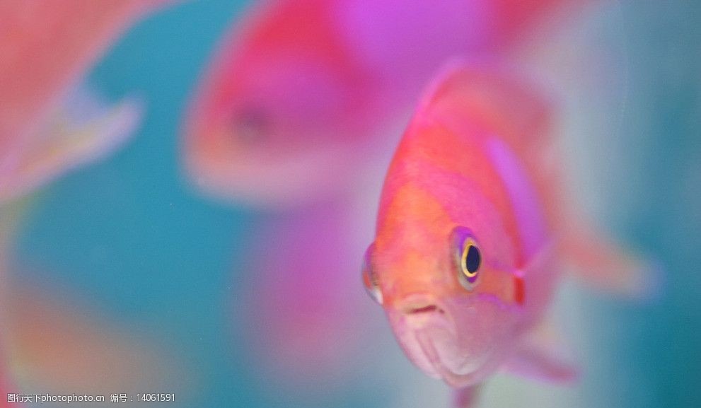 关键词:粉红鱼 粉色 鱼 游动 漂亮 彩色 鱼类 生物世界 摄影 72dpi