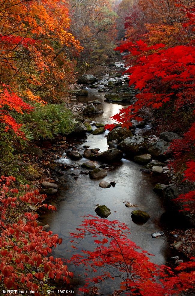 枫叶 山水 红叶 金秋 秋景 秋色 树木 关门山 本溪 山水风景 自然景观