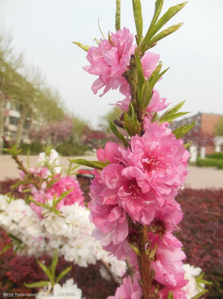 碧桃花图片