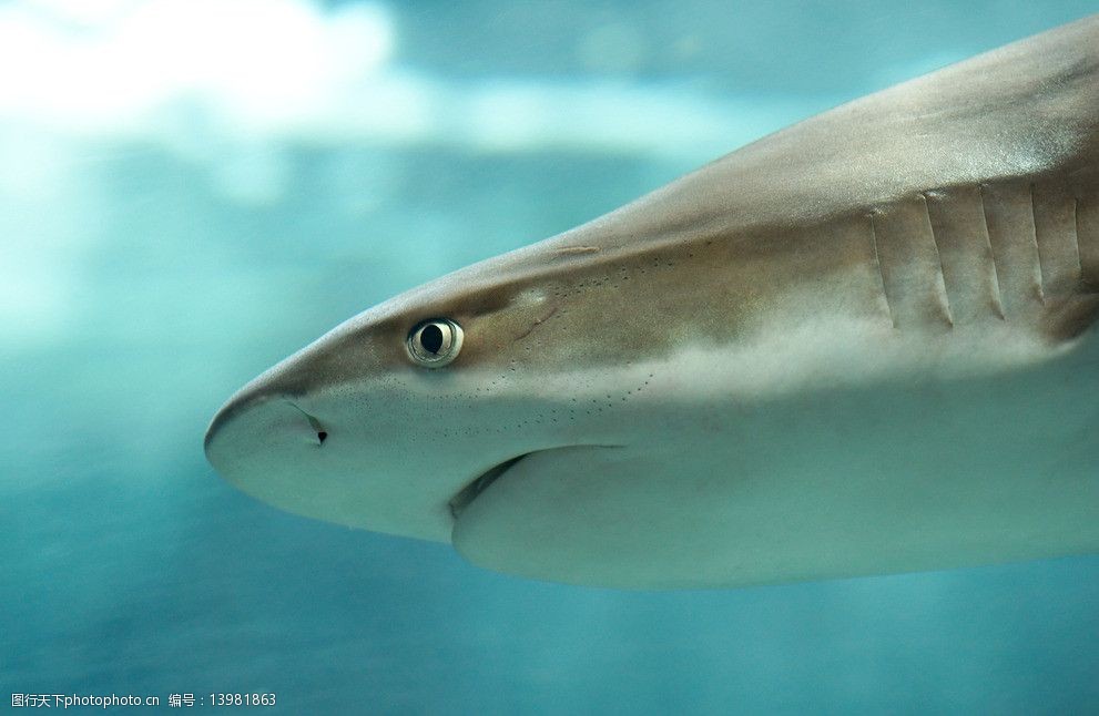 鲨鱼 摄影 生物 动物 鱼类 污翅白眼鲛 黑鳍鲨 海洋生物 生物世界 300