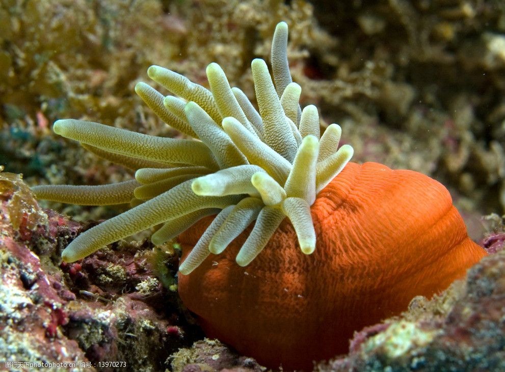 关键词:大海葵 海葵 摄影 生物 动物 海洋 无脊椎动物 海洋生物 生物