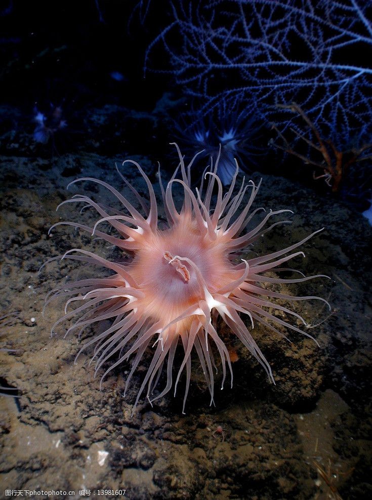 关键词:甲胄海葵 海葵 摄影 生物 动物 海洋 无脊椎动物 海洋生物