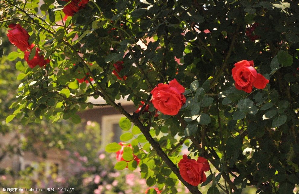 关键词:红花夏日 红花 早晨 阳光 盛开 簇拥 月季花 花草 生物世界