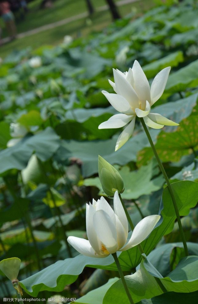 白色荷花图片