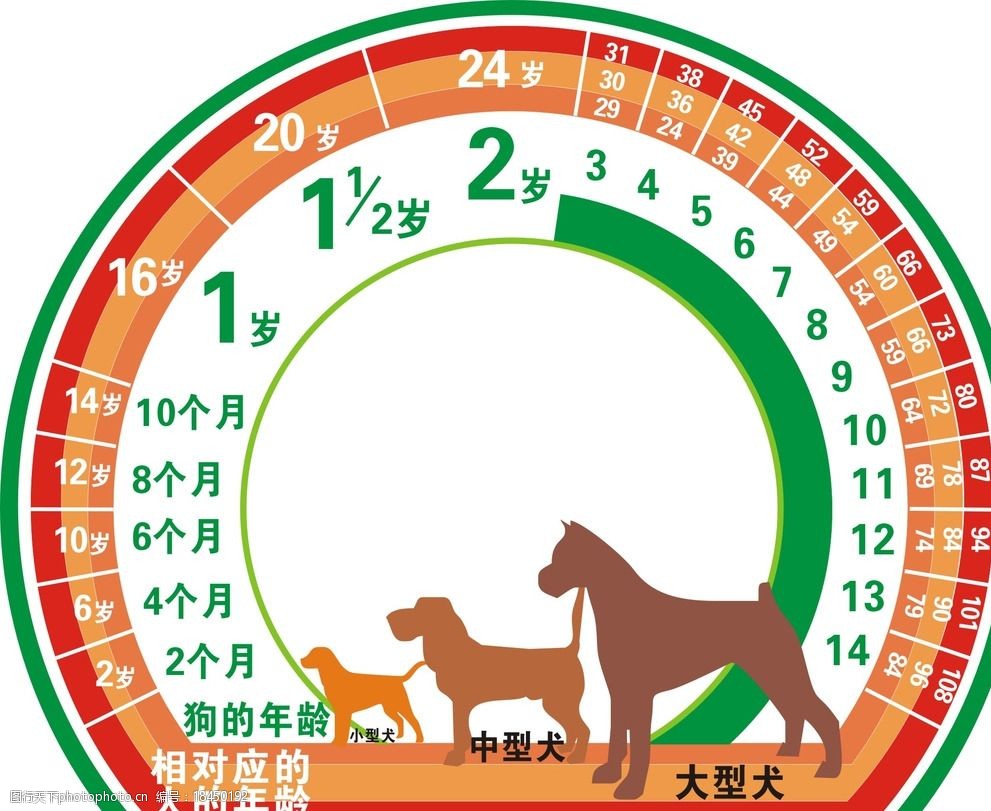 狗和人相应年龄图片