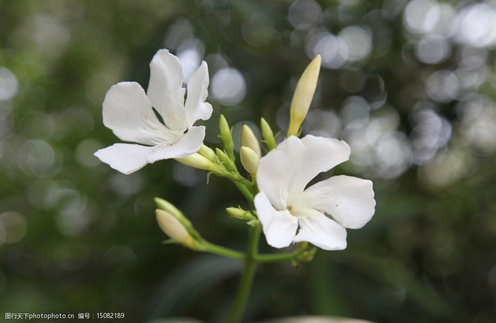 关键词:夹竹桃 白色花 百花 特写 夏天 花草 生物世界 摄影 72dpi jpg