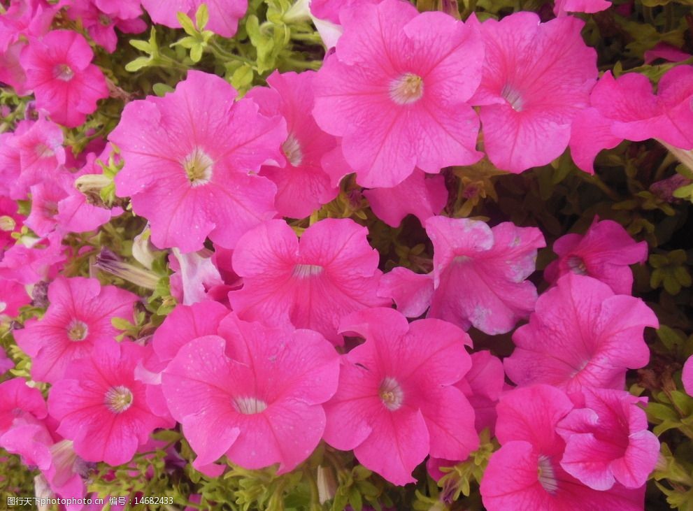 关键词:矮牵牛 牵牛花 粉色花朵 花海 大花 生物世界 花草 摄影 300