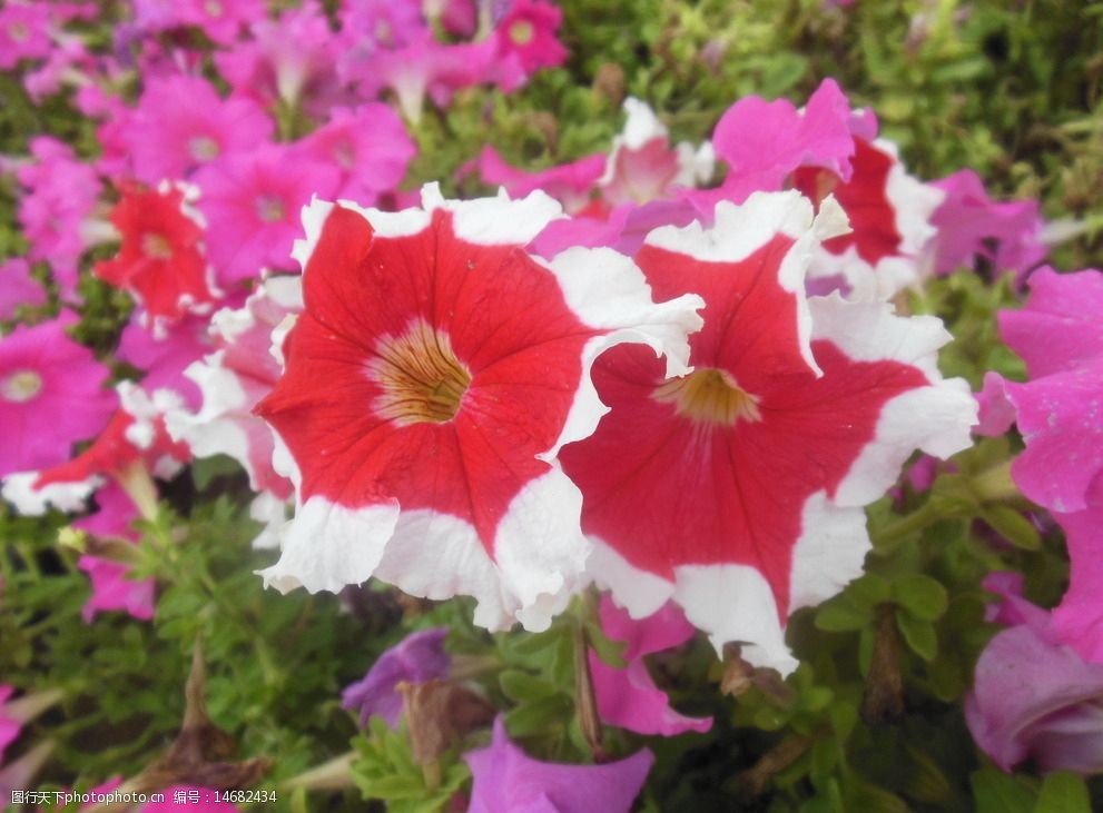 关键词:矮牵牛 牵牛花 粉色花朵 花海 大花 生物世界 花卉 花草 摄影