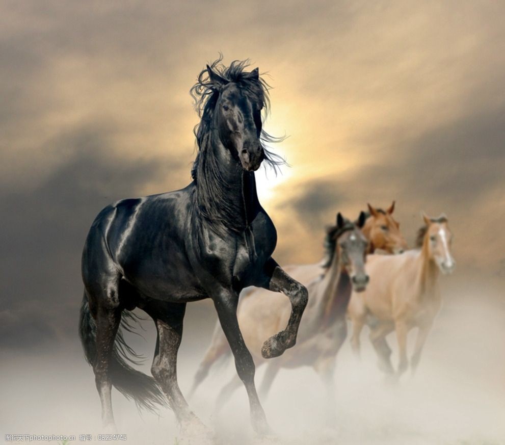 关键词:骏马 马匹 神马 动物 马 奔跑 驰骋 家禽家畜 生物世界 摄影