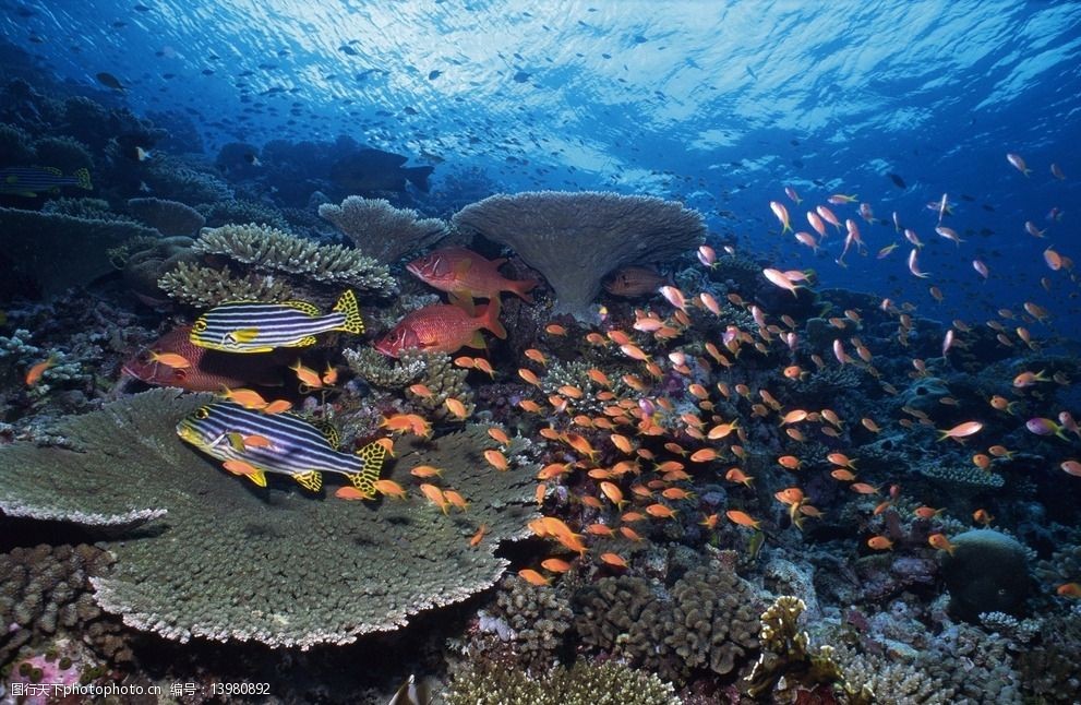 关键词:海底鱼群 海洋 鱼 鱼群 海底世界 海底生物 珊瑚 红色鱼 黄色