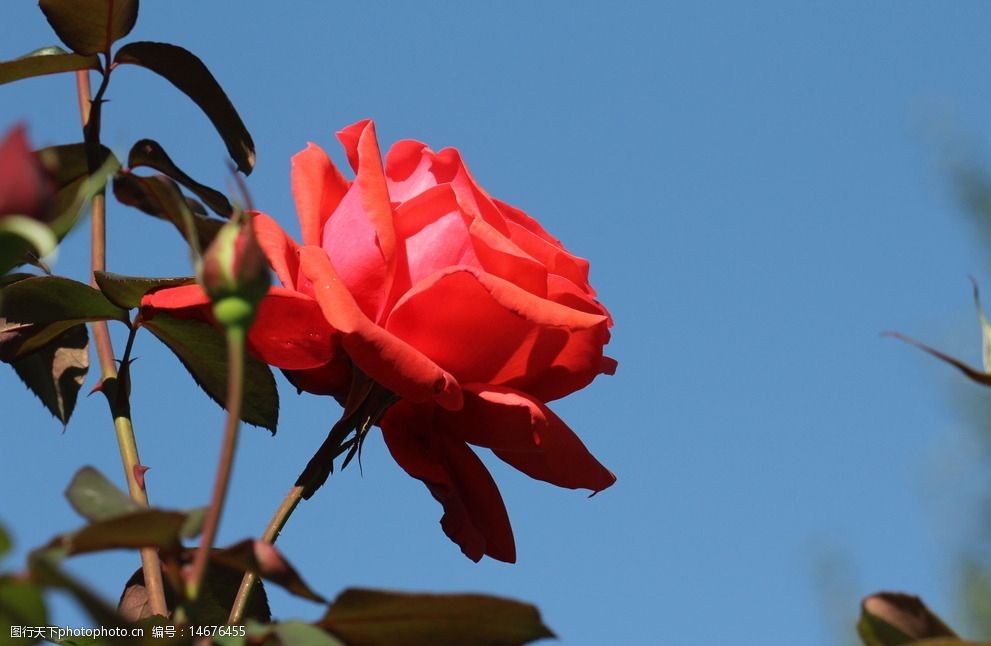 一支月季花图片