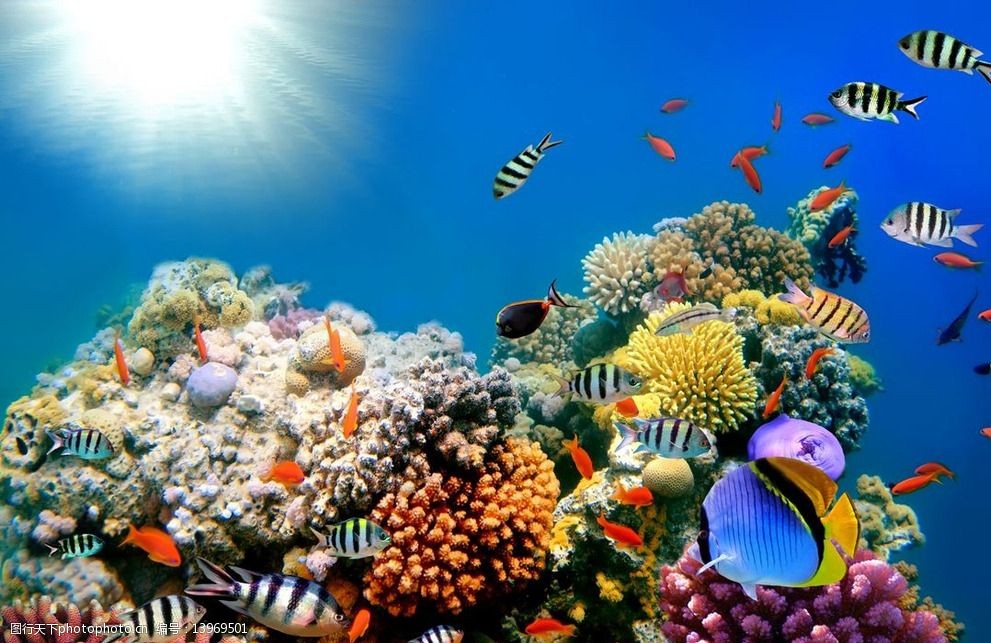 海底世界海鱼图片