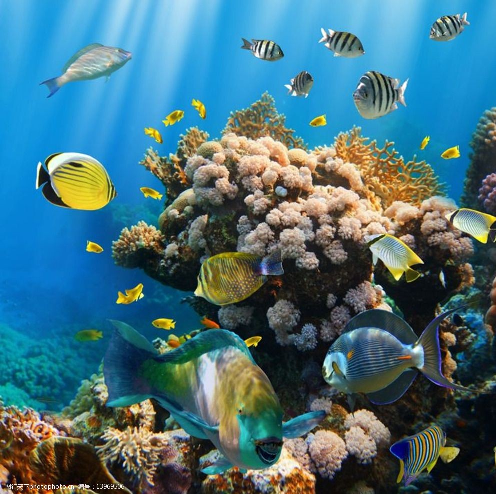 海鱼 海洋世界 海洋生物 深海鱼 观赏鱼 热带鱼 珊瑚 生物世界 摄影