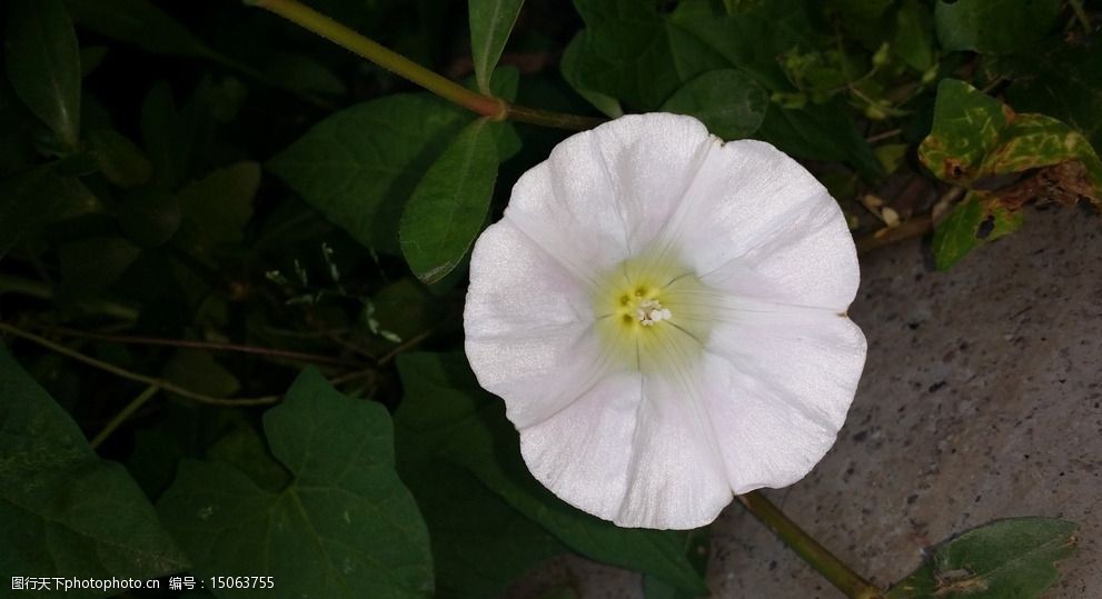 牵牛花图片