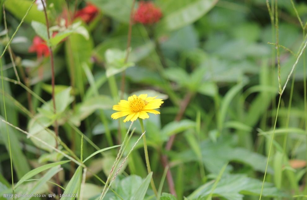 关键词:小野菊 黄花 草丛 菊花 小花朵 绿叶 花草 生物世界 摄影 72