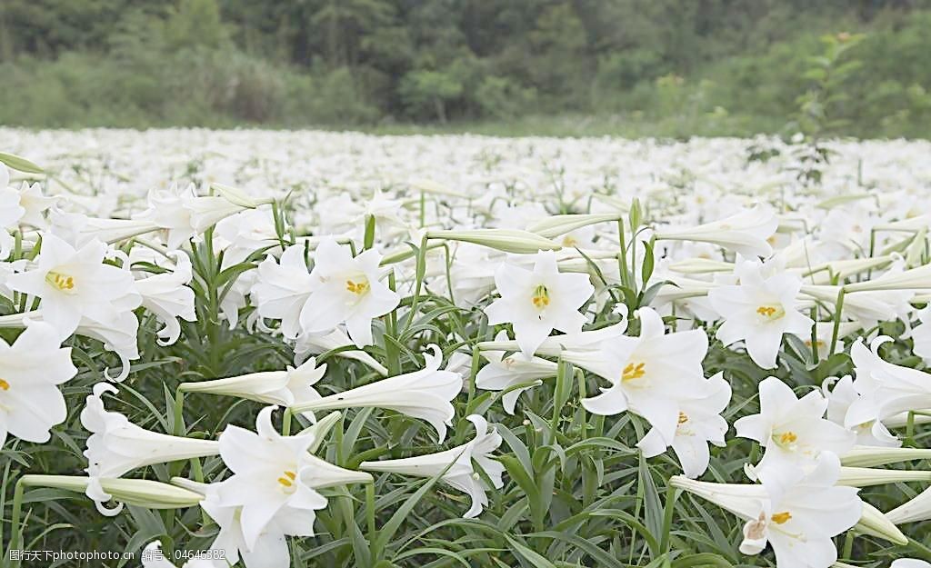 大片白色百合花图片