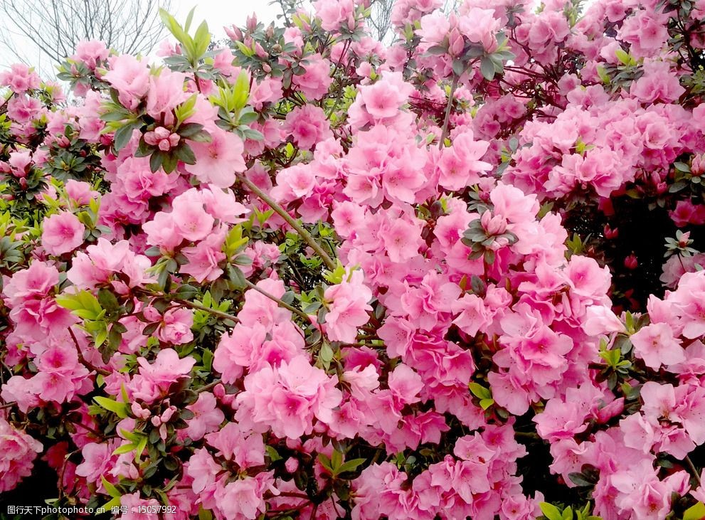 关键词:花朵植物 公园 花 草 树木 绿化 红色 绿色 花朵 花丛 群花