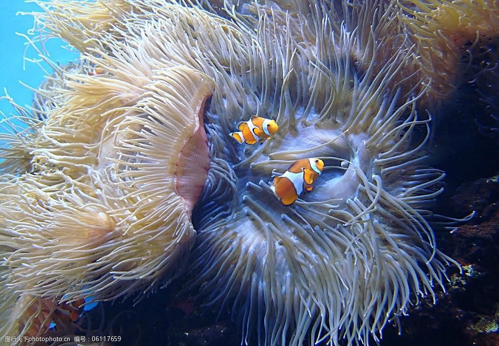 夏威夷之旅图片