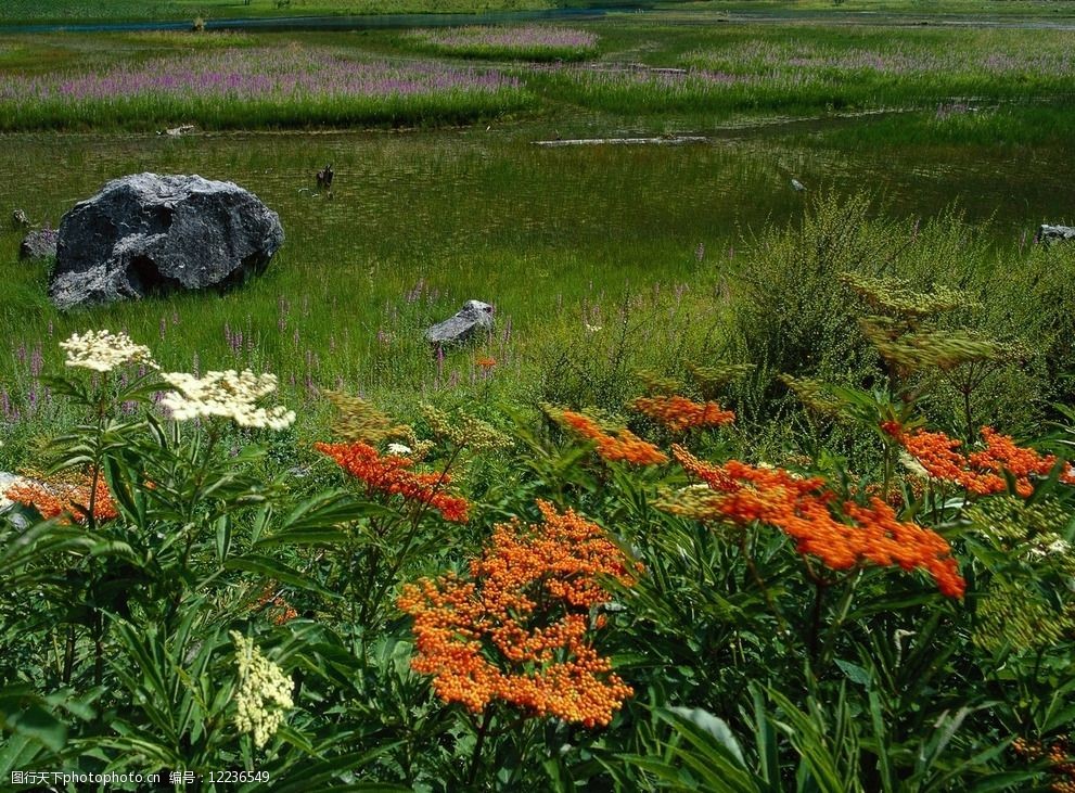 关键词:春天野花开 春天 野花 红色 石头 绿色 草地 自然风景 自然