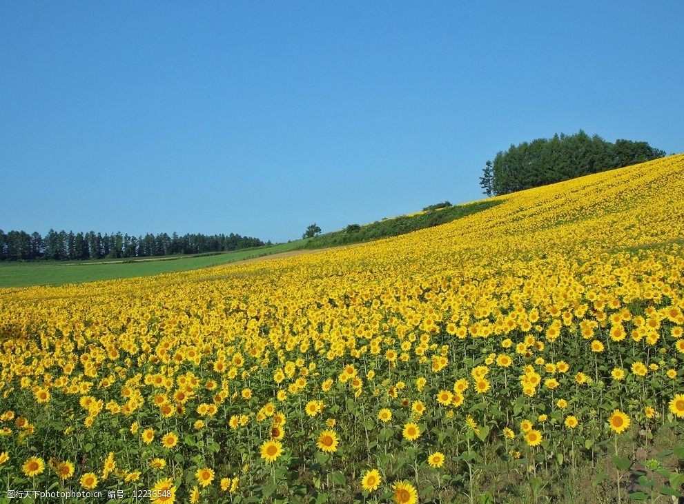 黄色菊花遍地 平原 黄色 菊花 风景 素材 自然风景 自然景观 摄影 72
