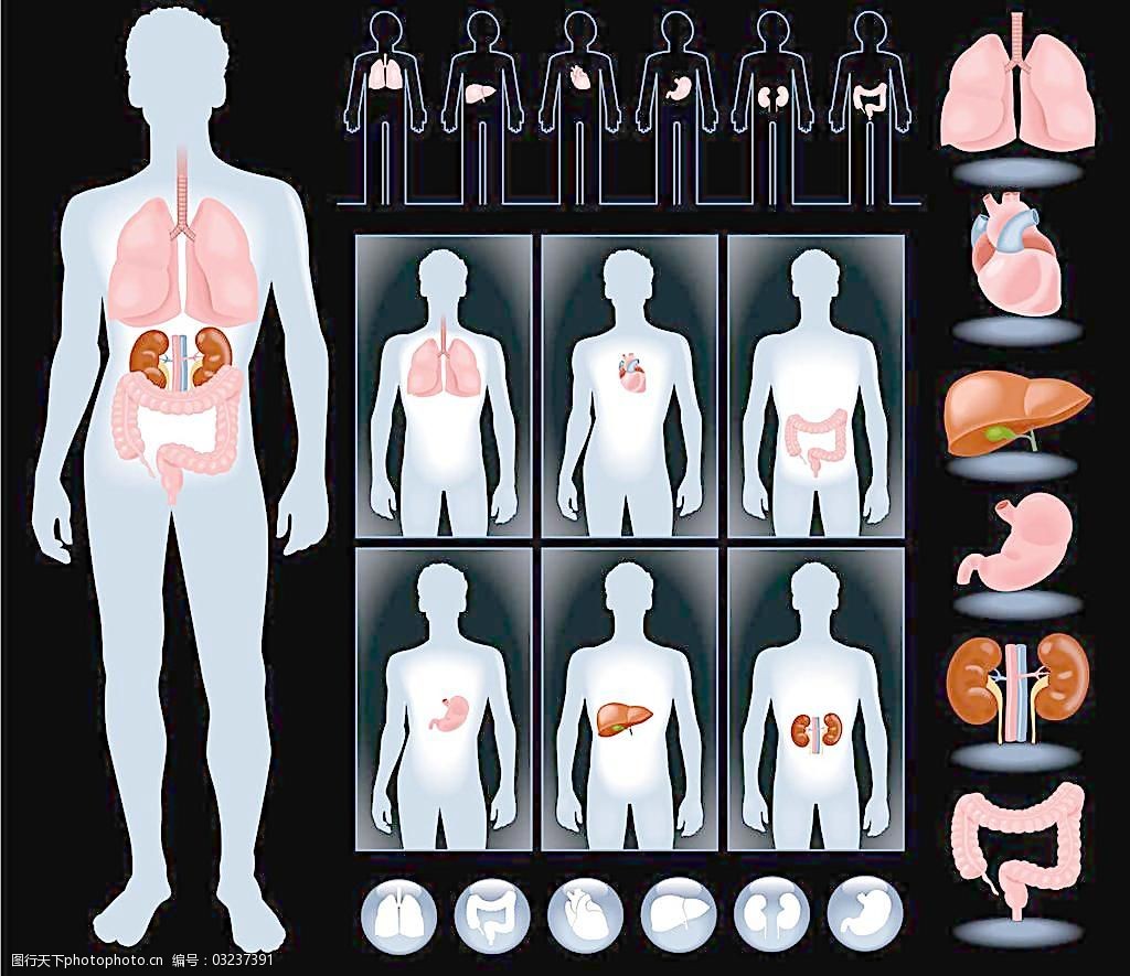 内脏人体器官图片
