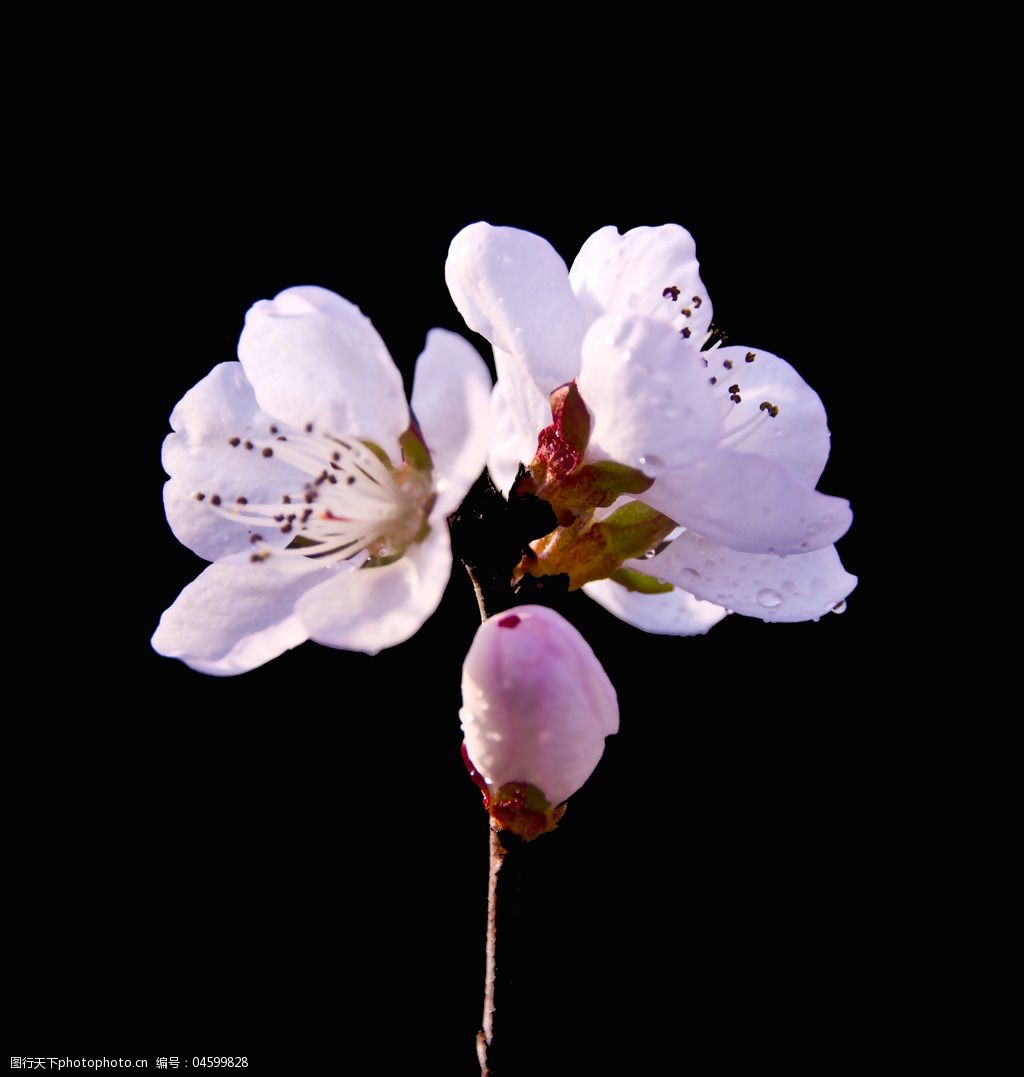 位图植物花朵桃花写实花卉免费素材