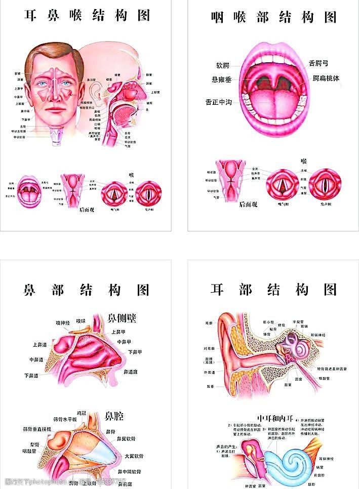 关键词:五官免费下载 cdr 鼻 耳 结构图 生活百科 五官 医疗保健 咽喉
